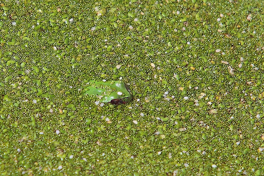 Hyla meridionalis - foto e canto